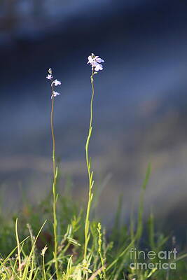 Tiny Flowers by Aaron Sabo