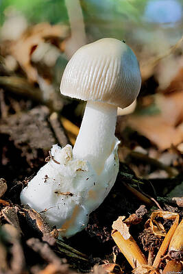 Tiny Grisette by Weston Westmoreland Tiny Grisette by Weston Westmoreland