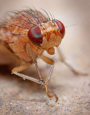 Tiny Red Fly 3 by Endre Balogh Tiny Red Fly 3 by Endre Balogh