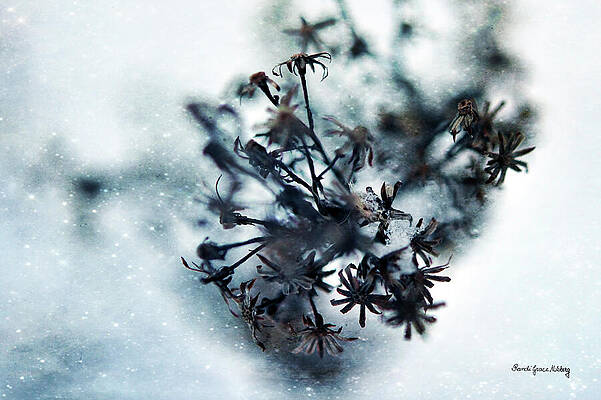 Tiny Winter Stars by Randi Grace Nilsberg Tiny Winter Stars by Randi Grace Nilsberg