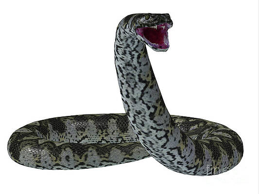 Titanoboa Snake on White by Corey Ford Titanoboa Snake on White by Corey Ford