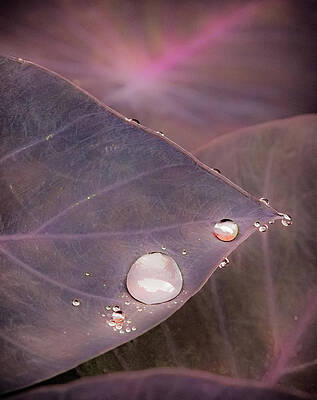TO HOLD A RAINDROP by KAREN WILES TO HOLD A RAINDROP by KAREN WILES