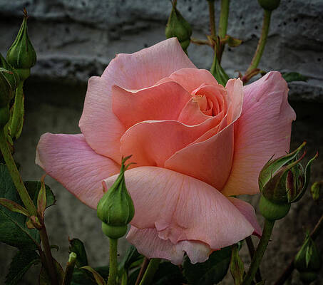 Today's Rose by Robert Pilkington Today's Rose by Robert Pilkington