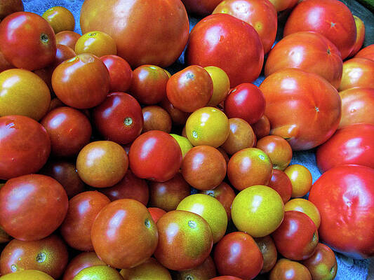 Tomatoes Tomatoes Everywhere by Kathy Clark Tomatoes Tomatoes Everywhere by Kathy Clark