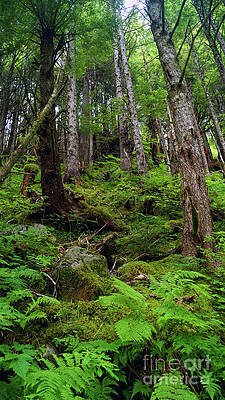 Tongass National Forest by Steve Speights Tongass National Forest by Steve Speights