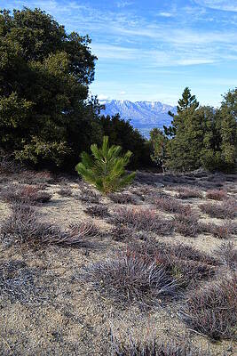 Top Of Thomas Mountain by Glenn McCarthy Top Of Thomas Mountain by Glenn McCarthy