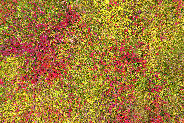 Wall Art - Photograph - Top View On Red And Yellow Grass Background by Mikhail Kokhanchikov