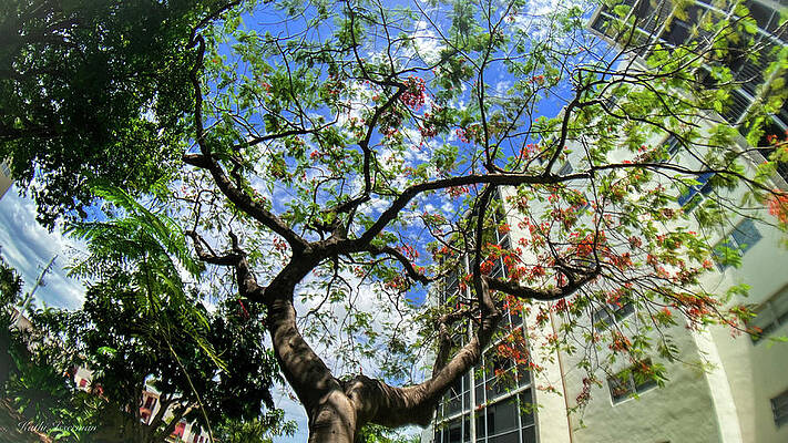 Wall Art - Photograph - Topsy Turvy by Kathi Isserman