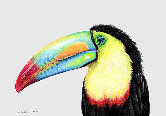 Tropical Bird Drawings | Fine Art America