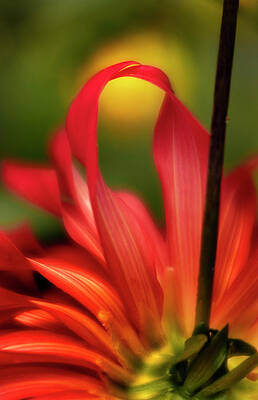 Touching by Mary Jo Allen Touching by Mary Jo Allen