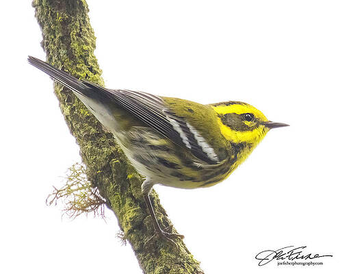 Wall Art - Photograph - Townsend's Warbler #3 by Joe Fisher