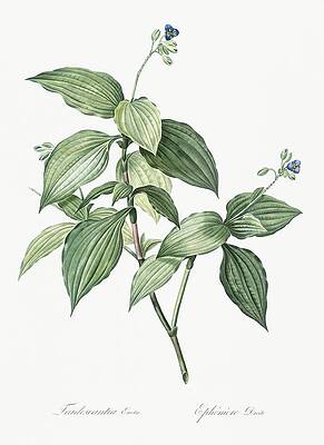 Wall Art - Painting - Tradescantia erecta  from Les liliacees 1805 by Pierre-Joseph Redoute by Les Classics