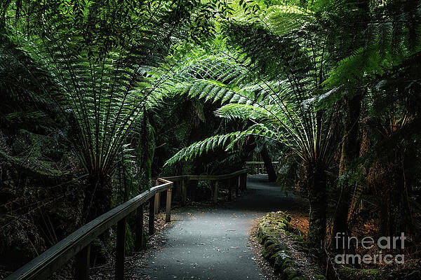 Wall Art - Photograph - Trail through the tree ferns and vegetation of Mount Field National Park, Tasmania. Soft muted light along the pathway leads into the undergrowth. by Jane Rix