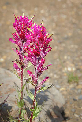 Wall Art - Photograph - Trailside Magenta Paintbrush by Nancy Gleason