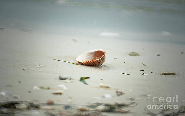 Treasure From The Sea by Felix Lai Treasure From The Sea by Felix Lai