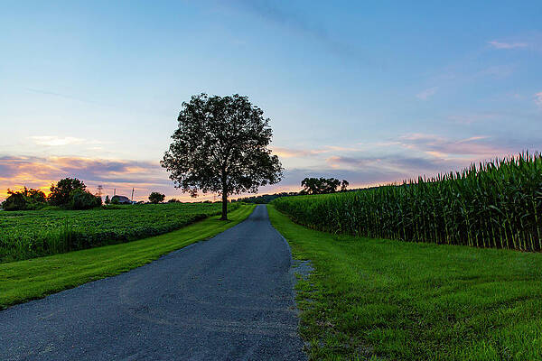 Tree Along Country Road in Pennsylvania by Amy Jackson Tree Along Country Road in Pennsylvania by Amy Jackson