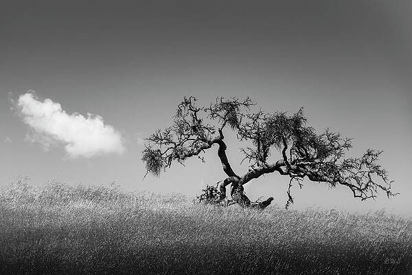Tree and Cloud Carmel Valley CA BW by David Gordon Tree and Cloud Carmel Valley CA BW by David Gordon