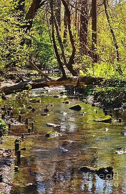 Tree and Stream by David Polakoff