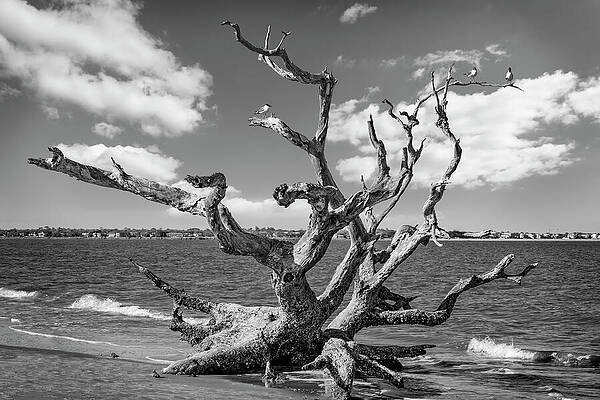 Wall Art - Photograph - Tree at Driftwood Beach on Jekyll Island by Kelley King