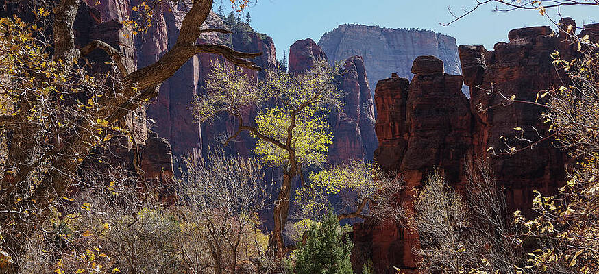 Tree at Zion National Park by Nathan Wasylewski Tree at Zion National Park by Nathan Wasylewski