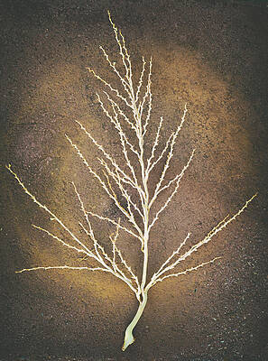 Tree Bones by Joseph Smith Tree Bones by Joseph Smith