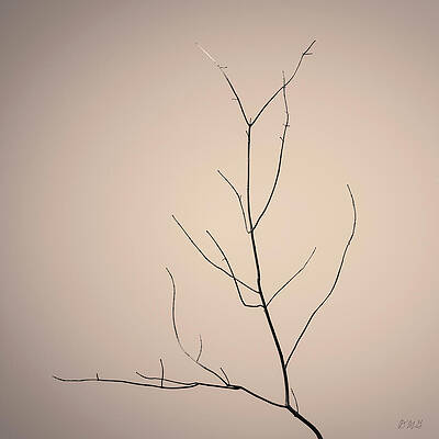 Tree Branches IV Toned by David Gordon Tree Branches IV Toned by David Gordon