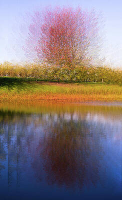 Wall Art - Photograph - Tree burst by Jim Signorelli