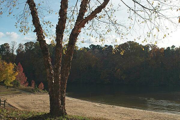 Wall Art - Photograph - Tree By The Beach by M Three Photos