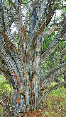 Wall Art - Photograph - Tree End of Life by Roberta Byram