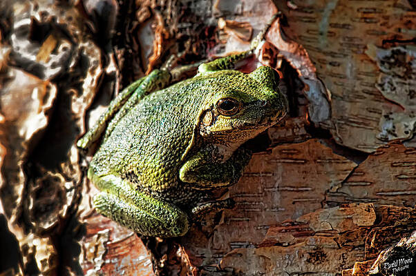 Tree frog by A Hint of Color Photography Tree frog by A Hint of Color Photography