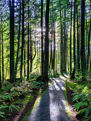 Tree Frog Loop Trail by Phyllis McDaniel Tree Frog Loop Trail by Phyllis McDaniel