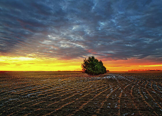 Tree in a Field by Dan Jurak Tree in a Field by Dan Jurak