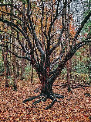 Tree in Fall by Joe Mirus