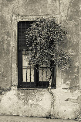Tree in front of the window of a house, Calle San Jose, Colonia Del Sacramento, Uruguay by Panoramic Images Tree in front of the window of a house, Calle San Jose, Colonia Del Sacramento, Uruguay by Panoramic Images