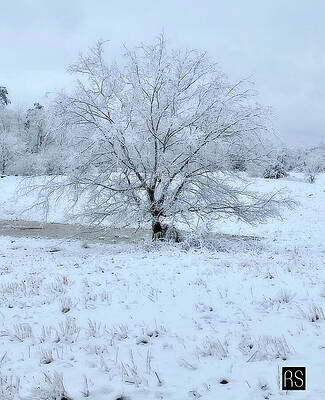 Tree in the Snow by Rafael Salazar Tree in the Snow by Rafael Salazar