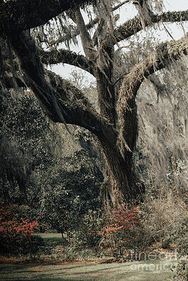 Tree In Your Dreams  by Matthew Duncan