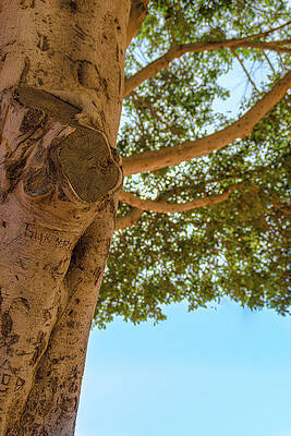 Tree  by Job Galvan