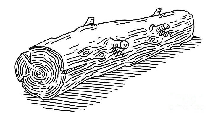 Wall Art - Drawing - Tree Log Drawing by Frank Ramspott