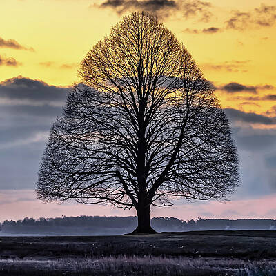 Tree of Shadows by William Bretton Tree of Shadows by William Bretton
