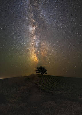 Wall Art - Photograph - Tree of the Void by Aaron J Groen