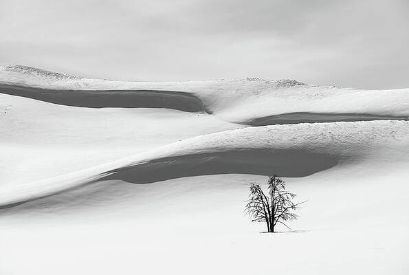 Wall Art - Photograph - Tree on Snow by Alex Lapidus
