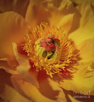 Tree Peony 2  by Monica Ramanathan
