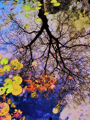 Wall Art - Digital Art - Tree reflection by Bruce Block