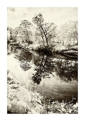 Tree reflection on the Coquet by Paul Cullen Tree reflection on the Coquet by Paul Cullen