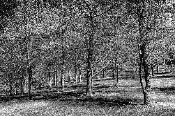 Tree Slope by David Patterson Tree Slope by David Patterson