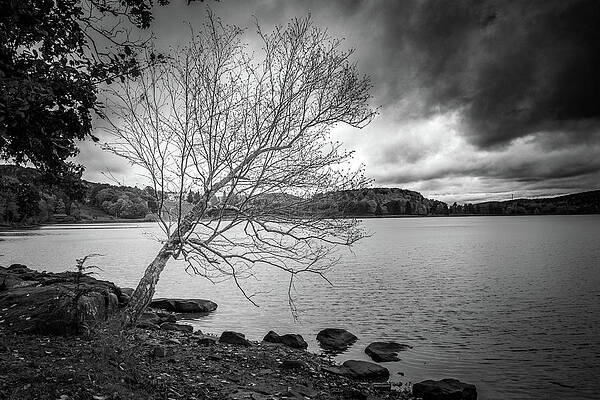 Tree Stripped Bare by the Lake by Rich Isaacman Tree Stripped Bare by the Lake by Rich Isaacman