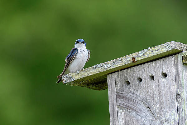 Wall Art - Photograph - Tree Swallow by Michael Hubley