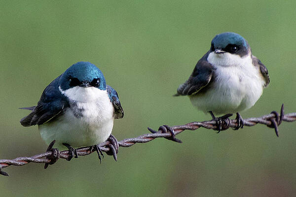 Tree Swallow Pair by Cascade Colors Tree Swallow Pair by Cascade Colors