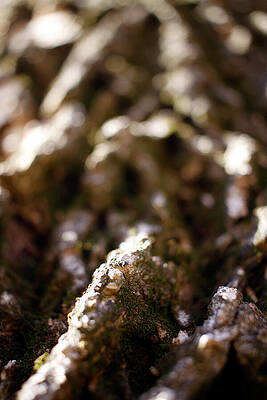 Tree Texture - February 2024 by Joseph A Langley Tree Texture - February 2024 by Joseph A Langley