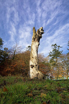Wall Art - Photograph - Tree Trunk by Denis O' Reilly